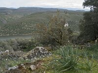 E, Caceres, Torrejon el Rubio, Castillo de Montfrague 13, Saxifraga-Willem van Kruijsbergen