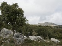 E, Malaga, El Burgo, Sierra de las Nieves 11, Saxifraga-Jan van der Straaten