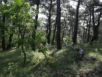 GR, Evros, Soufli, Dadia forest 59, Saxifraga-Dirk Hilbers