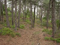 GR, Evros, Soufli, Dadia forest 78, Saxifraga-Dirk Hilbers