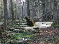 PL, Podlaskie, Bialowieza 2, Saxifraga-Jaap Schelvis