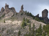 E, Las Palmas, Tejeda, Roque Nublo 3, Saxifraga-Tom Heijnen