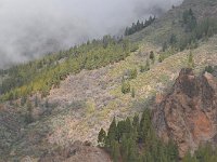 E, Las Palmas, Tejeda, near Roque Nublo 5, Saxifraga-Tom Heijnen