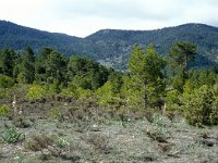 E, Teruel, Camarena de la Sierra, Javalambre 11, Saxifraga-Jan van der Straaten