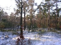 NL, Gelderland, Apeldoorn, Loenermark 15, Saxifraga-Henk Sierdsema