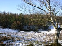 NL, Gelderland, Apeldoorn, Loenermark 17, Saxifraga-Henk Sierdsema