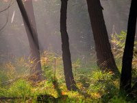 Stems of trees  Stems of trees in early morning hazy light : Habitats, Netherlands, Posbank, SHADOW, Veluwe, arnhem, atmosphere, autumn, background, biotoop, biotope, black, bladeren, bomen, boom, boomstam, bos, buiten, color, creative nature, dutch, ecologische, ehs, environment, environmental, fog, foggy, forest, gelderland, gemengd, gevoel, green, groen, habitat, habitatrichtlijn, haze, hazy, herfst, heuvel, heuvelig, heuvels, hill, hills, hilly, holland, hoofdstructuur, kleur, landscape, landschap, leaves, licht, light, mist, mistig, misty, mixed feelings, morning, mysterieus, mysterious, mystic, mystical, mystiek, mystieke, nationaal park, national park, natura 2000, natural, nature, nature conservation, nature management, natuur, natuurbeheer, natuurbeleid, natuurbescherming, natuurlijk, natuurlijke, natuurwet, nederland, nevel, nevelig, ochtend, omgeving, outdoor, rudmer zwerver, scenery, schaduw, sereen, serene, silhouette, stam, stem, summer, sun, sunbeam, sunrise, tree, tree trunk, trees, waas, wazig, white, wit, zomer, zonlicht, zonnestraal, zonsopkomst, zwart