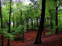 NL, Gelderland, Arnhem, Posbank 13, Saxifraga-Rudmer Zwerver : Posbank, Veluwe, atmosphere, background, backlight, beam, beuk, beukenbos, bomen, boom, bos, bright, buiten, creative nature, ecologische, ehs, enchanted, environment, fagus, fog, forest, fris, green, groen, harmony, haunt, haze, hoge veluwe, holland, hoofdstructuur, landscape, landschap, lente, light, mei, melancholia, melancholy, mist, mood, mysterious, mystery, mystic, nationaal park, national, natura 2000, nature, natuur, natuurbescherming, natuurbeschermingswet, nederland, nobody, park, phantom, ray, reserve, rudmer zwerver, scene, scenics, silhouette, stem, sun, sunbeam, sunrise, sylvatica, tranquil, tree, twilight, vision, voorjaar, wilderness, woods