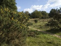 NL, Gelderland, Rheden, NP Veluwezoom, Herikhuizen 8, Saxifraga-Jan van der Straaten