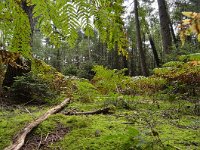 NL, Limburg, Vaals, Vijlenerbos 4, Saxifraga-Tom Heijnen