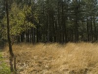 NL, Limburg, Weert, Laurabossen 5, Saxifraga-Jan van der Straaten