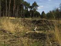 NL, Limburg, Weert, Laurabossen 7, Saxifraga-Jan van der Straaten