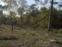 NL, Limburg, Weert, Stramprooierheide 10, Saxifraga-Marijke Verhagen