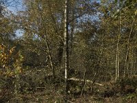 NL, Limburg, Weert, Stramprooierheide 8, Saxifraga-Marijke Verhagen