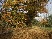 NL, Noord-Brabant, Cranendonck, Hugterheide 17, Saxifraga-Jan van der Straaten