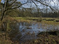 NL, Noord-Brabant, Eindhoven, Lage Heide 11, Saxifraga-Jan van der Straaten