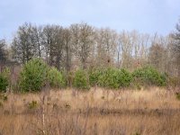 NL, Noord-Brabant, Heeze-Leende, Leenderbos 12, Saxifraga-Tom Heijnen