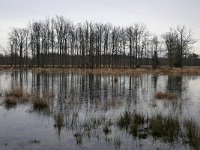 NL, Noord-Brabant, Heeze-Leende, Leenderbos 6, Saxifraga-Tom Heijnen