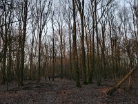 NL, Noord-Brabant, Heeze-Leende, Patersgronden 6, Saxifraga-Tom Heijnen