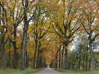 NL, Noord-Brabant, Heeze-Leende, Petrus van Eijnattenlaan near De Achelse Kluis 4, Saxifraga-Tom Heijnen