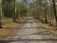 NL, Noord-Brabant, Woensdrecht, de Zoom, Houtduinen 1, Saxifraga-Jan van der Straaten