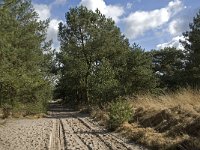 NL, Noord-Brabant, Woensdrecht, de Zoom, Houtduinen 2, Saxifraga-Jan van der Straaten