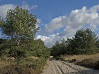 NL, Noord-Brabant, Woensdrecht, de Zoom, Houtduinen 3, Saxifraga-Jan van der Straaten