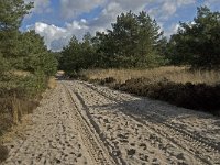 NL, Noord-Brabant, Woensdrecht, de Zoom, Houtduinen 4, Saxifraga-Jan van der Straaten