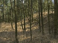 NL, Noord-Brabant, Woensdrecht, de Zoom, Houtduinen 5, Saxifraga-Jan van der Straaten