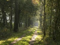 B, Limburg, Kinrooi, De Brand 10, Saxifraga-Jan van der Straaten