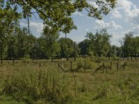 B, Limburg, Kinrooi, Sint-Maartensheide 14, Saxifraga-Jan van der Straaten