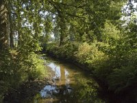 B, Limburg, Maaseik, Toesch 30, Saxifraga-Marijke Verhagen