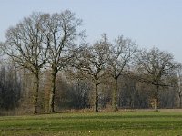 B, Limburg, Peer, Bergske 9, Saxifraga-Jan van der Straaten