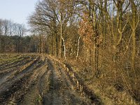 B, Limburg, Peer, Blijlever 12, Saxifraga-Jan van der Straaten