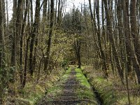 B, Limburg, Peer, Neerhoksent, Hooipad 2, Saxifraga-Jan van der Straaten