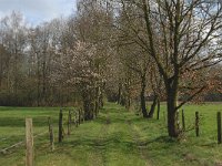 B, Limburg, Peer, Tichelhoven 9, Saxifraga-Jan van der Straaten