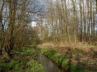 B, Limburg, Peer, Tichelhoven, Bollisserbeek 1, Saxifraga-Jan van der Straaten