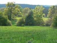 CZ, Hodonin, Bile Karpaty, Hruba Vrbka, Certoryje buffer zone 5, Saxifraga-Jan  Willem Jongepier