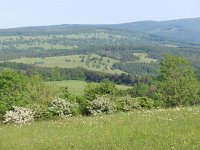 CZ, Hodonin, Bile Karpaty, Suchov, Predni louky 7, Saxifraga-Jan  Willem Jongepier