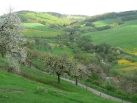 CZ, Zlin, Bile Karpaty, Brumov, Hodnovska dolina 1, Saxifraga-Jan  Willem Jongepier