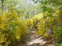 F, Ardeche, Saint-Pierreville, NW of Saint-Pierreville village 2, Saxifraga-Tom Heijnen