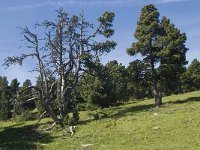 F, Drome, Treschenu-Creyers, Vallon de Combeau 64, Saxifraga-Willem van Kruijsbergen