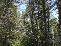 F, Vaucluse, Bedoin, Mont Ventoux 22, Saxifraga-Willem van Kruijsbergen