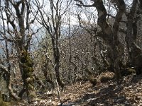 F, Vaucluse, Bedoin, Mont Ventoux 34, Saxifraga-Willem van Kruijsbergen