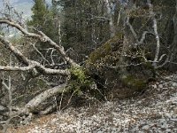 F, Vaucluse, Bedoin, Mont Ventoux 43, Saxifraga-Willem van Kruijsbergen