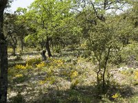 F, Vaucluse, Bedoin, les Baux 10, Saxifraga-Willem van Kruijsbergen