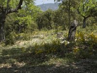 F, Vaucluse, Bedoin, les Baux 9, Saxifraga-Willem van Kruijsbergen