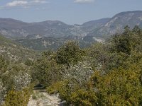 F, Vaucluse, Brantes, Rocher du Charles 2, Saxifraga-Willem van Kruijsbergen