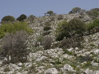 GR, Crete, Lasithi, Exo Poutami 3, Saxifraga-Willem van Kruijsbergen