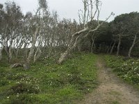 P, Faro, Vila do Bispo 3, Saxifraga-Willem van Kruijsbergen